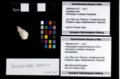 Foto (Objekt + Etikett) von Ambulocapsa novacula (Robins et al., 2013)  (NHMW-GEO-1990-0041-3137)